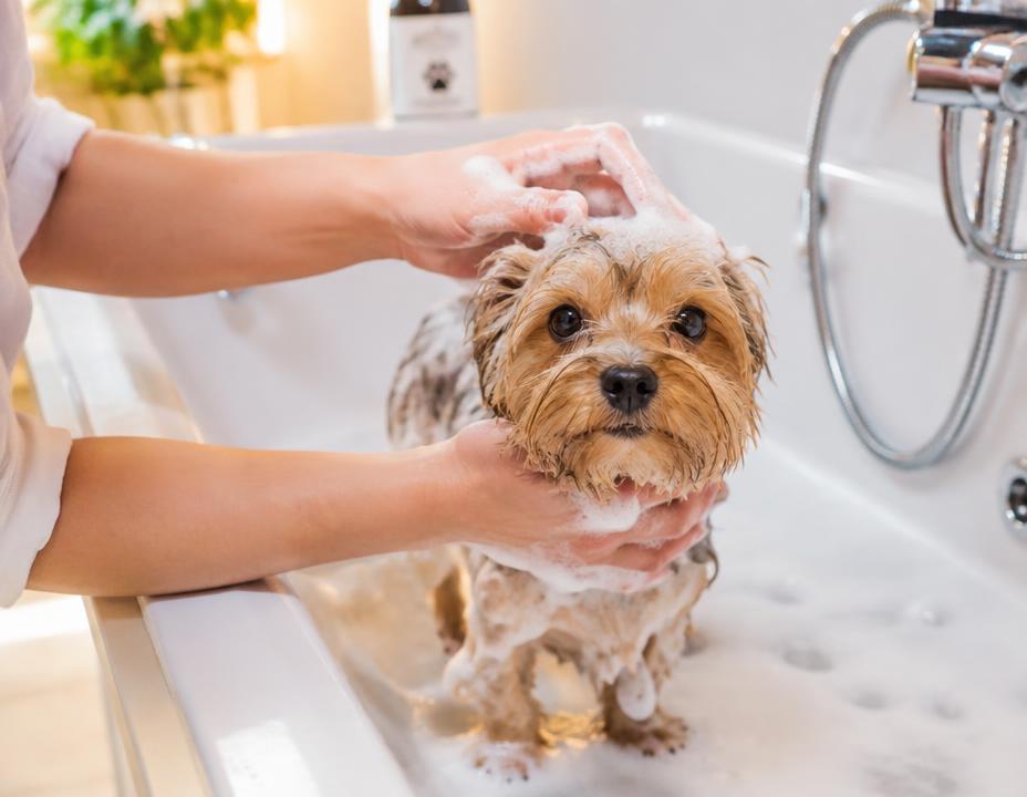 Bath & Brush